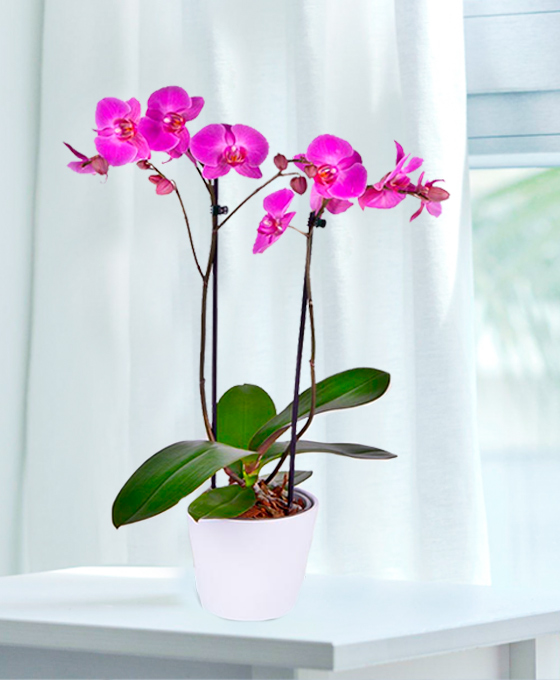 Planta Orquídea rosa