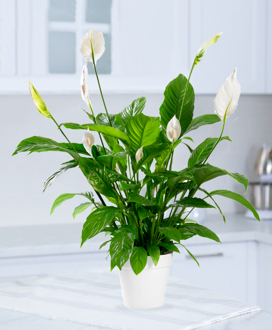 Planta Spathiphyllum