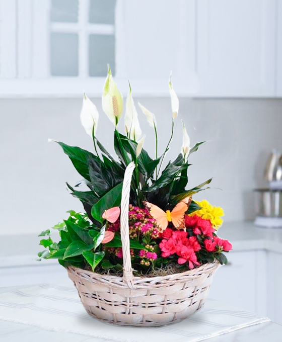 Cesta de plantas Belice