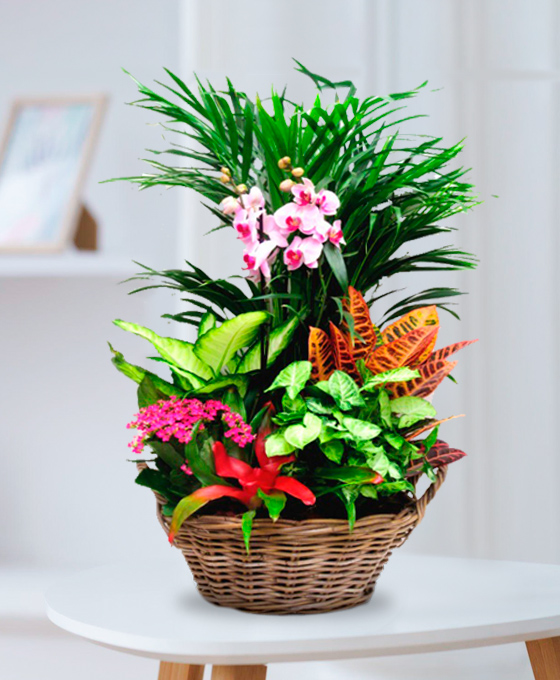 Cesta plantas Canadá para cumpleaños