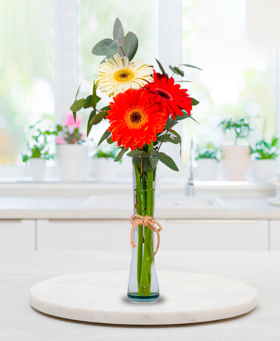 Ramo de 3 gerberas de colores